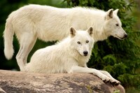 White Wolves